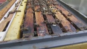 утепление пчел при похолодании, чтобы продолжали выращивать расплод и не заболели, 26.04.2025