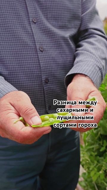 Забытая красота