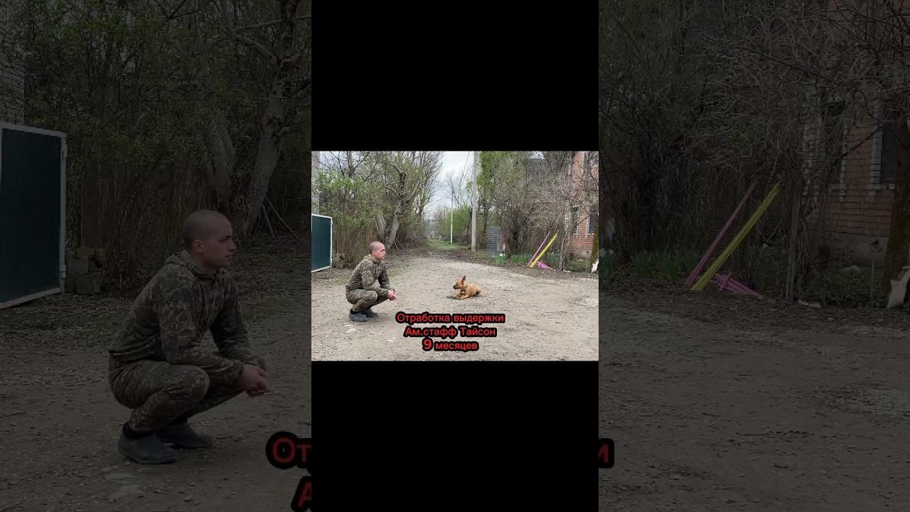 Отработка выдержки #дрессировка #стаффордширскийтерьер смотреть онлайн