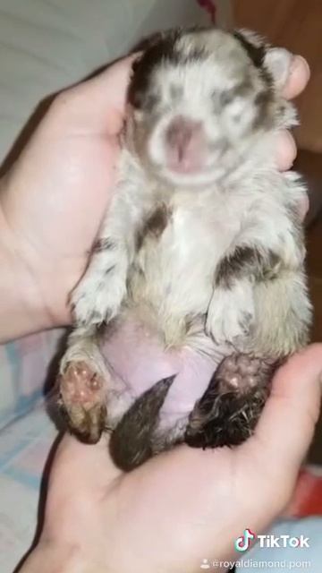 🍀🧿 Just born, and what a sense of rhythm 🧿🍀 Только что родился, а какое чувство ритма 🧿🍀 смотреть онлайн