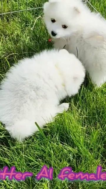 Японский шпиц. Щенки А1