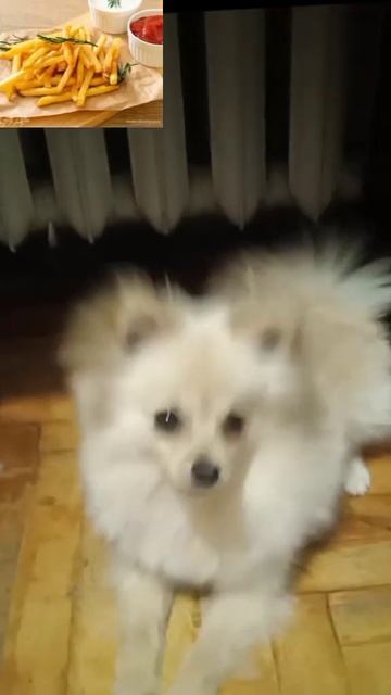 Вкусно или нет🤔 #померанскийшпиц #щенокшпица
