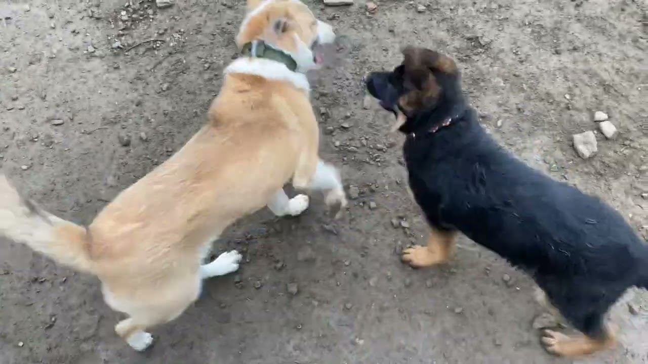 Алабай и Немецкая овчарка на утренней прогулке смотреть онлайн