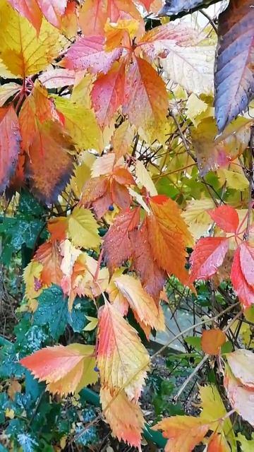 Дикий виноград осенью. Красивая природа. #shorts #осень #природа #природаматьнаша #виноград смотреть онлайн