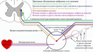 70 Симпатический ствол