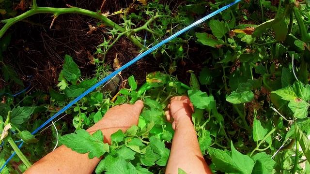 Помидоры- сорт Боец-Буян  или как выжить в стране Селигерия