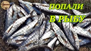 Такое бывает раз в несколько лет.Клюёт на каждой проводке.