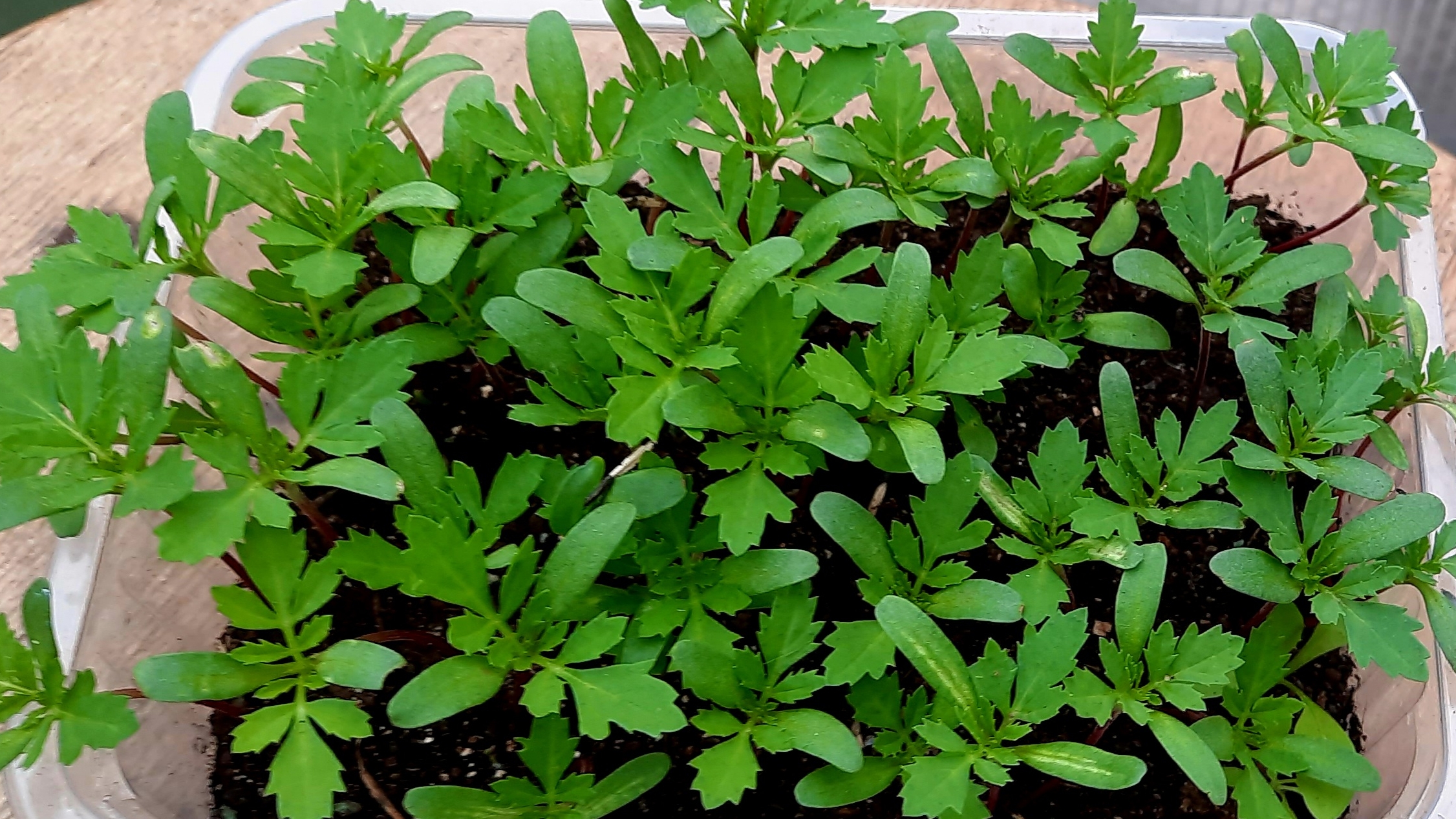 Цветы не только для красоты, но и консервации!! Пикируем бархатцы!! смотреть онлайн