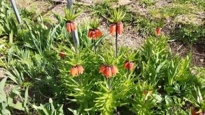 Нужно ли выкапывать луковицы рябчиков?