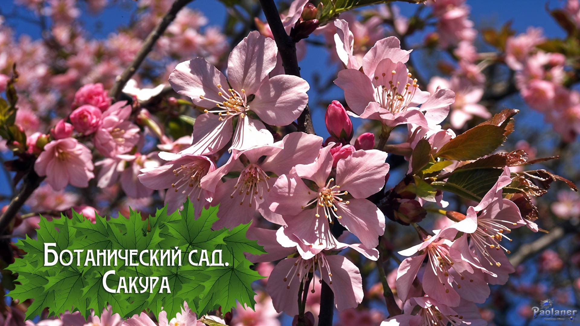 Ботанический сад. Сакура (2025) смотреть онлайн