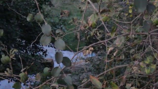 Tiger sighting @ Ranthambore Zone #4 смотреть онлайн