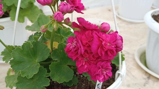 Обзор. Пик цветения! смотреть онлайн