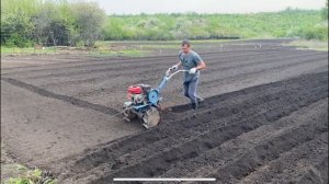СЕЗОН 2025года🧤ПОСАДКА 🥔КАРТОФЕЛЯ 🚜МОТОБЛОКОМ НЕВА2 мб.