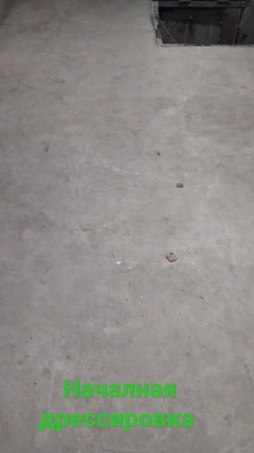 дрессировка щенка смотреть онлайн