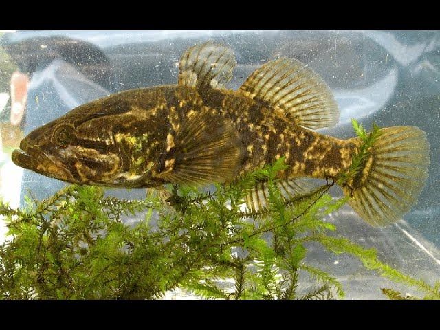 Ротан Чёртик, поплавок, мормышка. смотреть онлайн