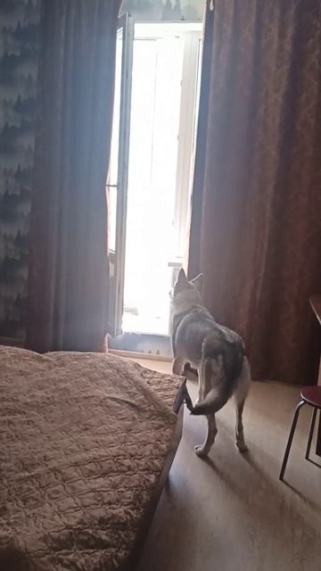 Хотели посмотреть как лает волчья собака Саарлоса? Даурия демонстрирует!