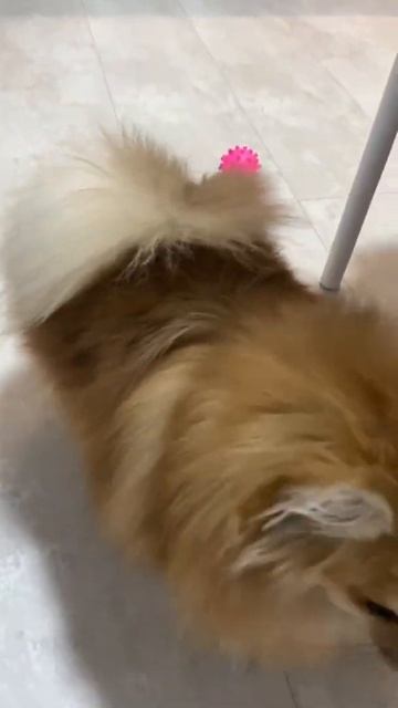 Ами. Померанский шпиц.