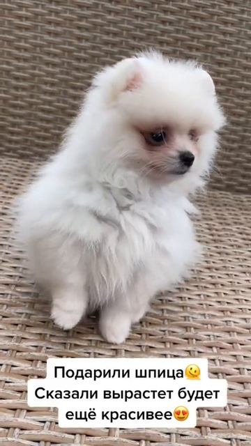 Подарили шпица🫶🏻
