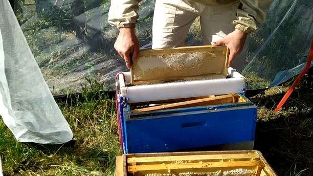 Выкачка мёда 2022. Холодный нож