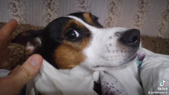 Майкимайк. Майкомка. ухо в обиду не дам)