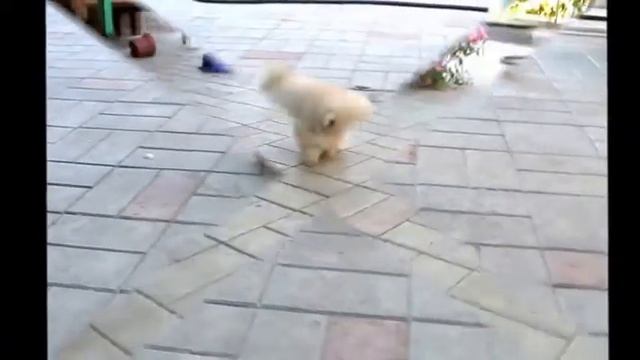 Копия видео 