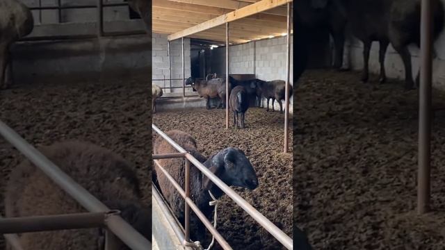 Арашан койлар на оценку