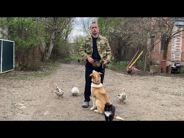 Дрессировка с Раздражителями-Алабай Пума 5,5 месяцев смотреть онлайн