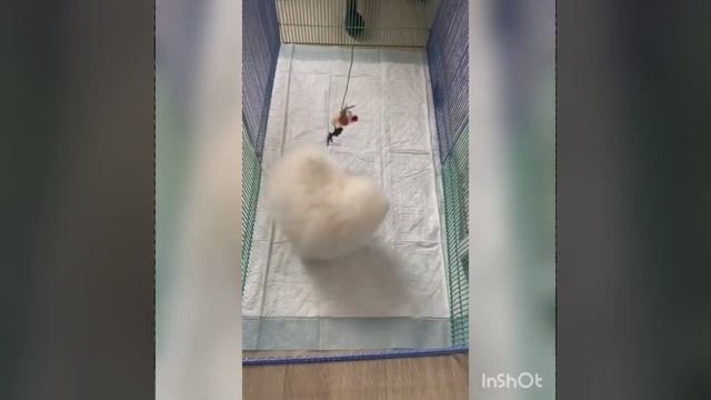 померанский шпиц мальчики мини ♥️ смотреть онлайн