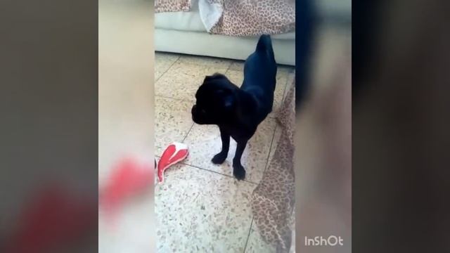 Пти брабансон. Наши в Израиле💞💞💞