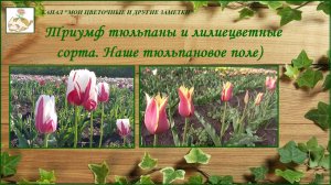 Наше тюльпановое поле цветет) Триумф тюльпаны и лилиецветные сорта