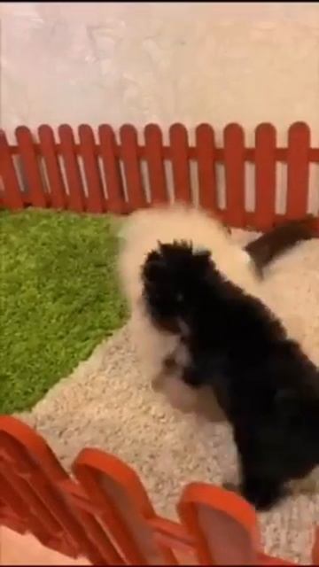 шпиц кремовый 5 месяцев