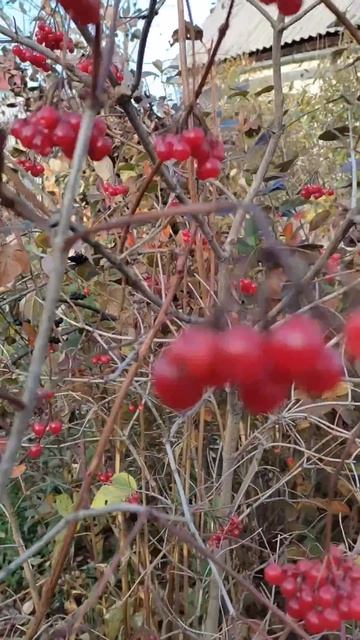 Ах калина моя - дама в красном. Разве взгляд от такой отведешь_ смотреть онлайн