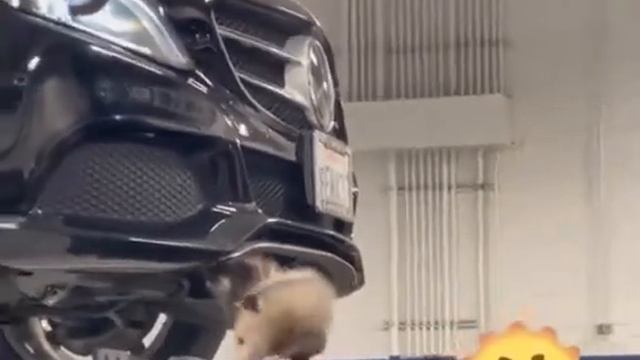 вот чоршанбе что натворил самый жёсткий пранк заехал на сто взорвал машину смотреть онлайн