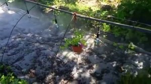 Туманообразущая установка в череночнике.