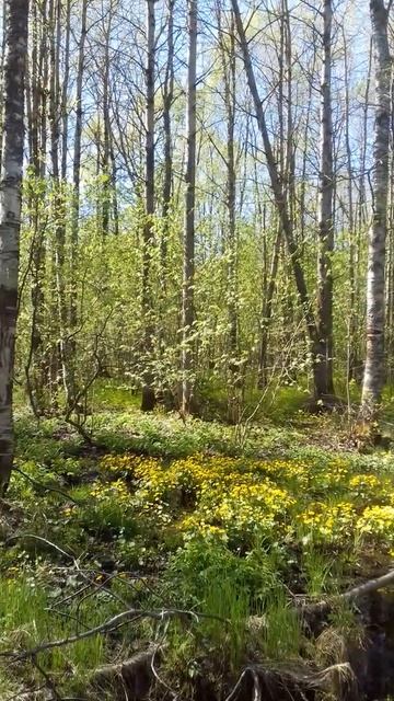 3 июня 2020 г. смотреть онлайн