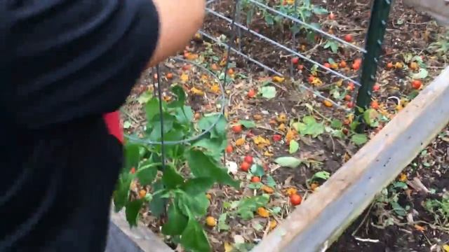 The Best P.R. Department Ever & Planting Fall Tomatoes