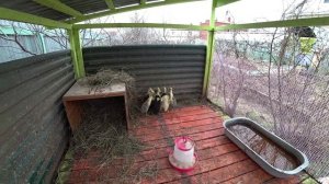 Утки переехали на ПМЖ