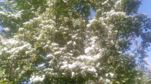 VID_20250427_160218.mp4