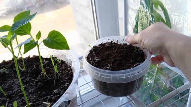 Живу в деревне маленькой.