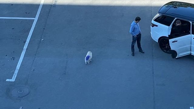 ШПИЦ с фиолетовым хвостом!