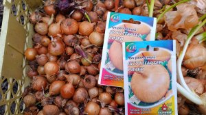 Посадка своего лука севка