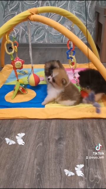 померанские шпицы