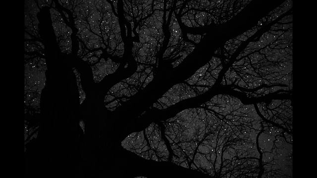 Цер край Рани луг, 339-годишен