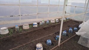 25.4.25г. Высадила в Теплицу Огурцы сорта АПРЕЛЬСКИЕ и КУРАЖ!!!