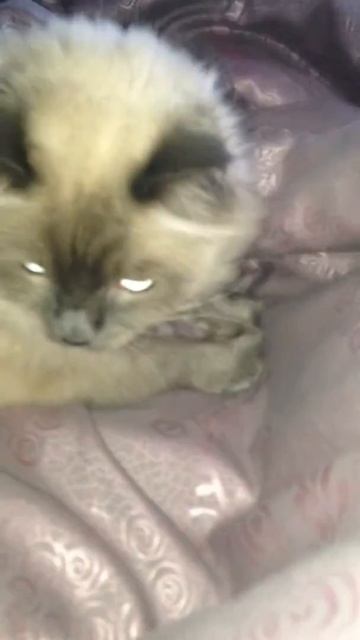 кот думет что он копает смотреть онлайн