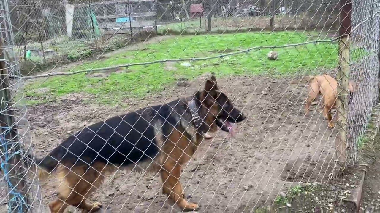 Два Тайсон на прогулке/Немецкая овчарка, Ам.стафф, Алабай смотреть онлайн