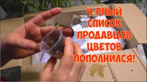 Купила ЦВЕТЫ у БЛОГЕРА.  Распаковка посылки