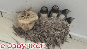 Приколы с котами! - С ОЗВУЧКОЙ! Самые смешные животные! СМЕШНЫЕ КОТЫ! ДО СЛЁЗ!