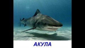 Презентация для детей по Доману - Обитатели моря