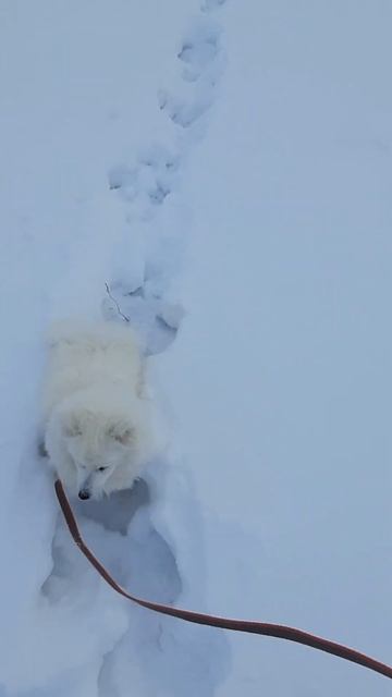 Идём след в след. Васюся смотреть онлайн